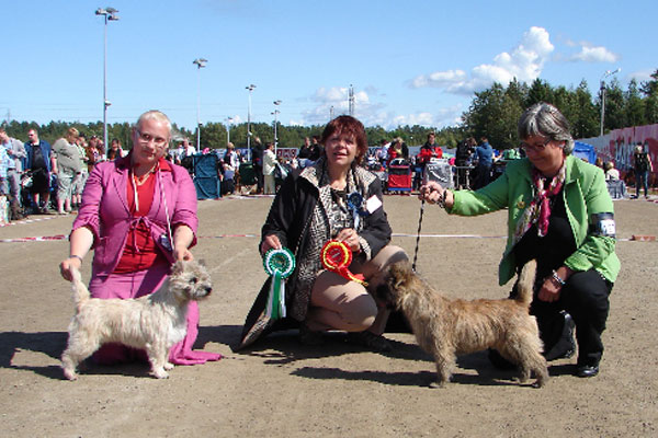 Cairn terrier Zalazar Van Damme