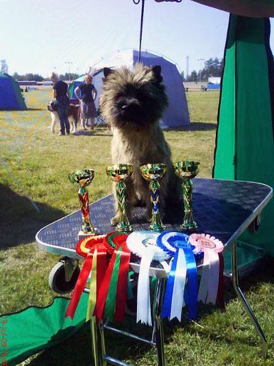 Cairn Terrier Zalazar Van Damme