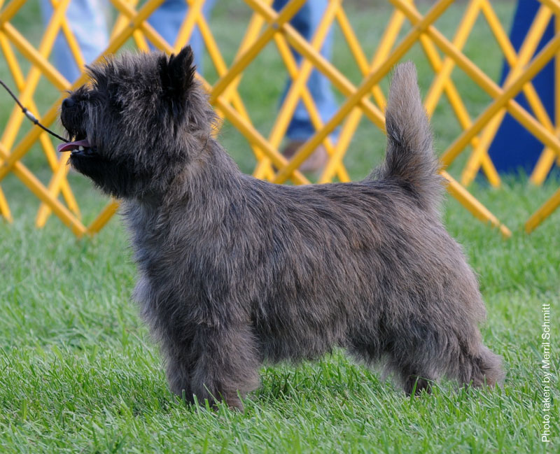 Cairn Terrier Zalazar Walk The Line