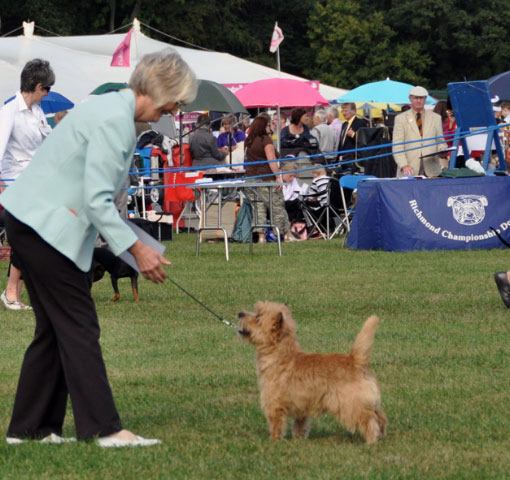 Cairn Terrier Zalazar UnZipped! At Starveren