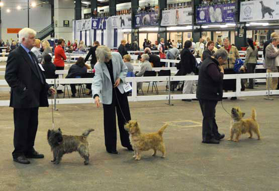 Cairn Terrier Zalazar UnZipped At Starveren