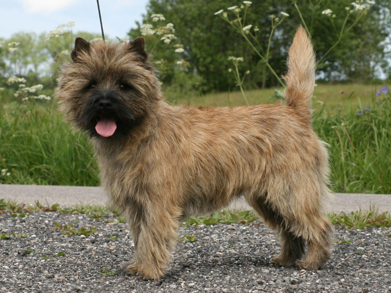 Zalazar Cairn Terrier