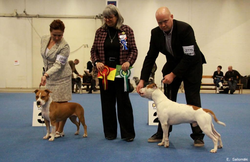 121208amstaff-helsinki.jpg