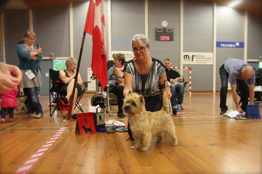 Cairn Terrier Zalazar Mai Tai