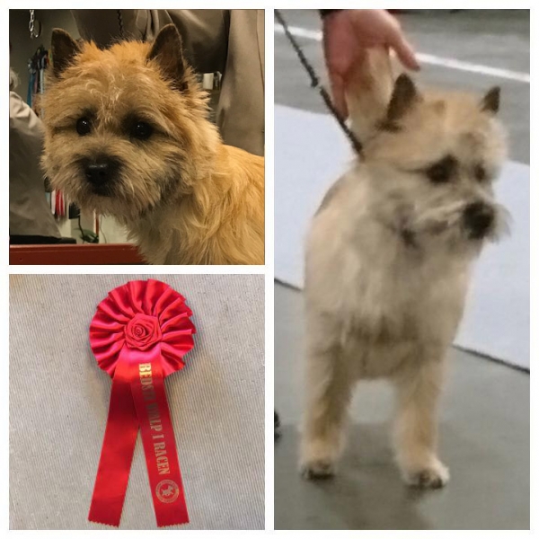Cairn terrier Zalazar What Dreams Are Made Of