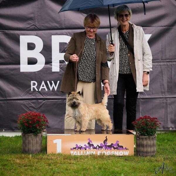 Cairn Terrier Zalazar Galliano