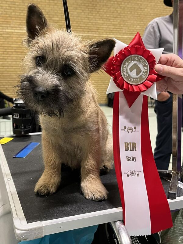 Cairn Terrier Zalazar What A Nice Surprise 