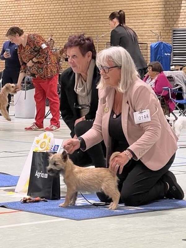 Cairn Terrier Zalazar What A Nice Surprise