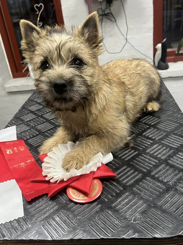 Zalazar Cairn Terrier