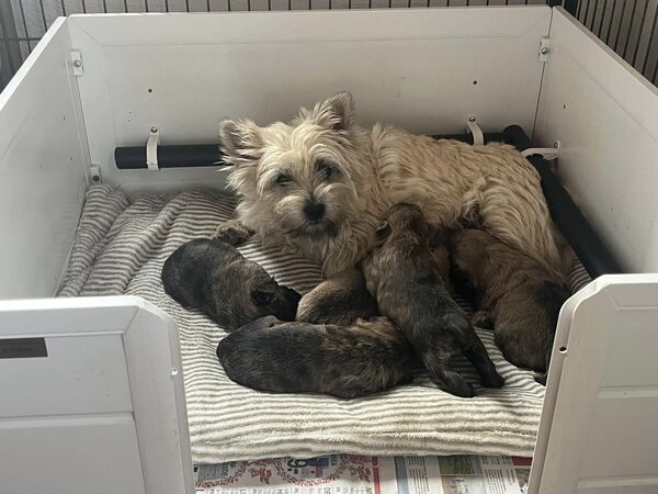 240923zalazarcairnterrierhvalpe01