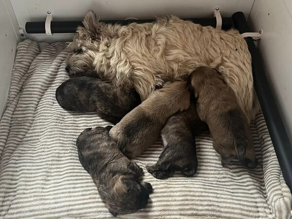 240923zalazarcairnterrierhvalpe02