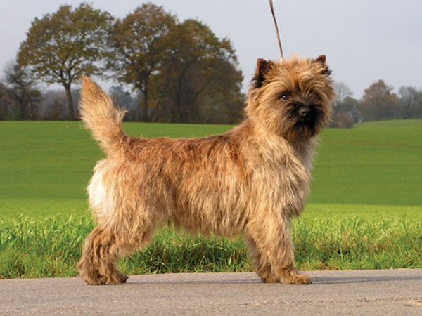 Zalazar Cairn Terrier