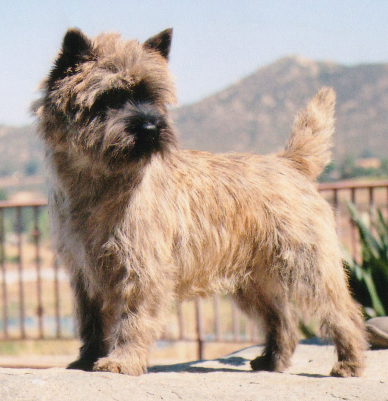 Cairn Terrier Zalazar On The Road