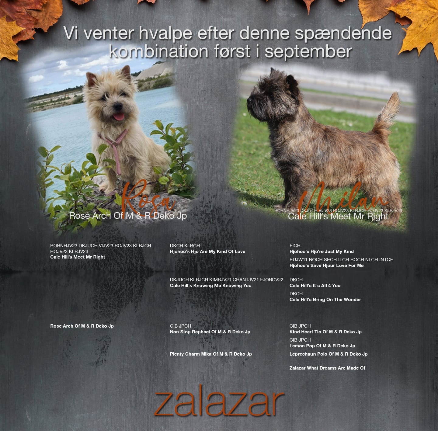 Zalazar Cairn Terrier puppies