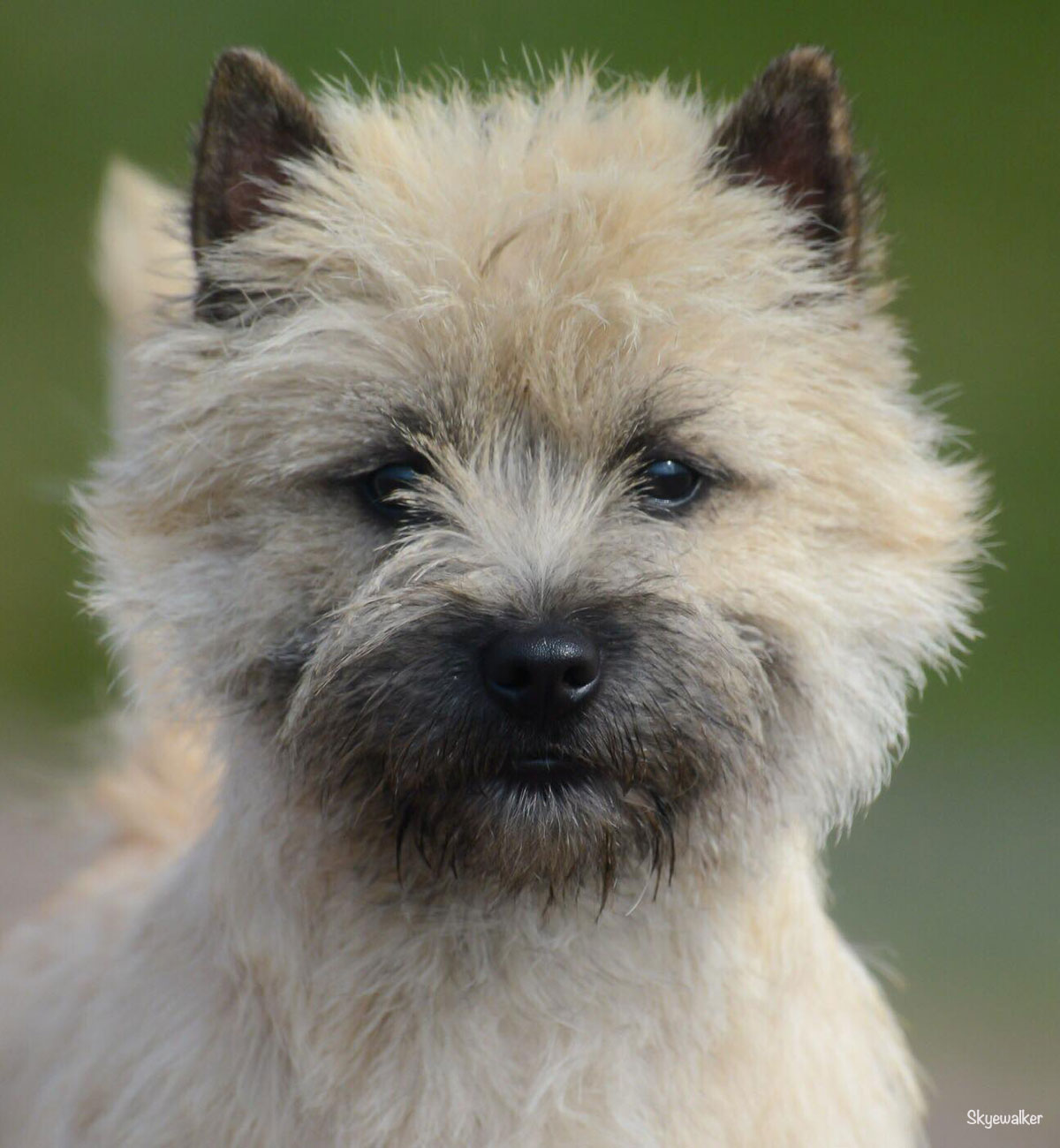 Cairn terrier Quite Unique From Hoity Toity Gang