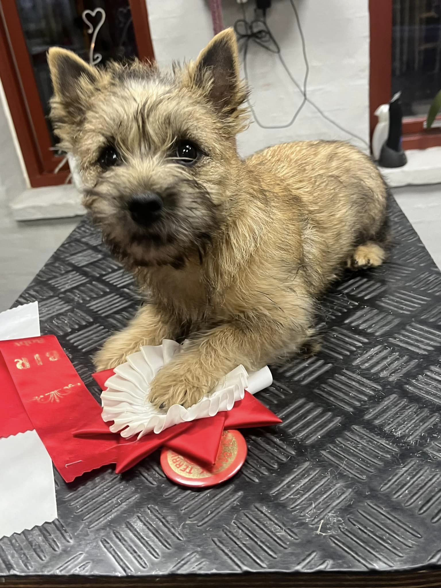 Cairn Terrier Motoppen's Petit Verdot