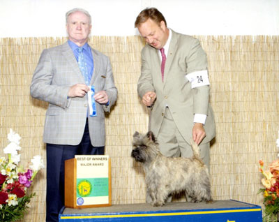 Cairn Terrier Zalazar Hold The Line