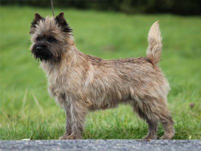 Cairn Terrier Zalazar Goes To Hollywood