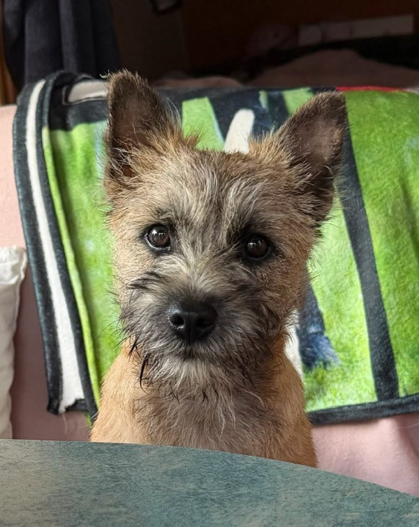 Cairn Terrier Zalazar Love Lee